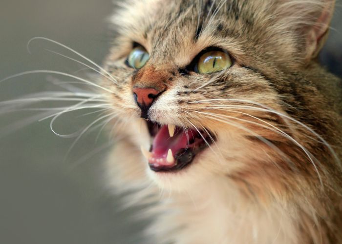 gato maullando por estrés