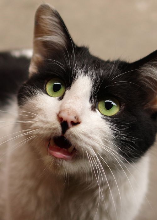 maullido disfunción cognitiva