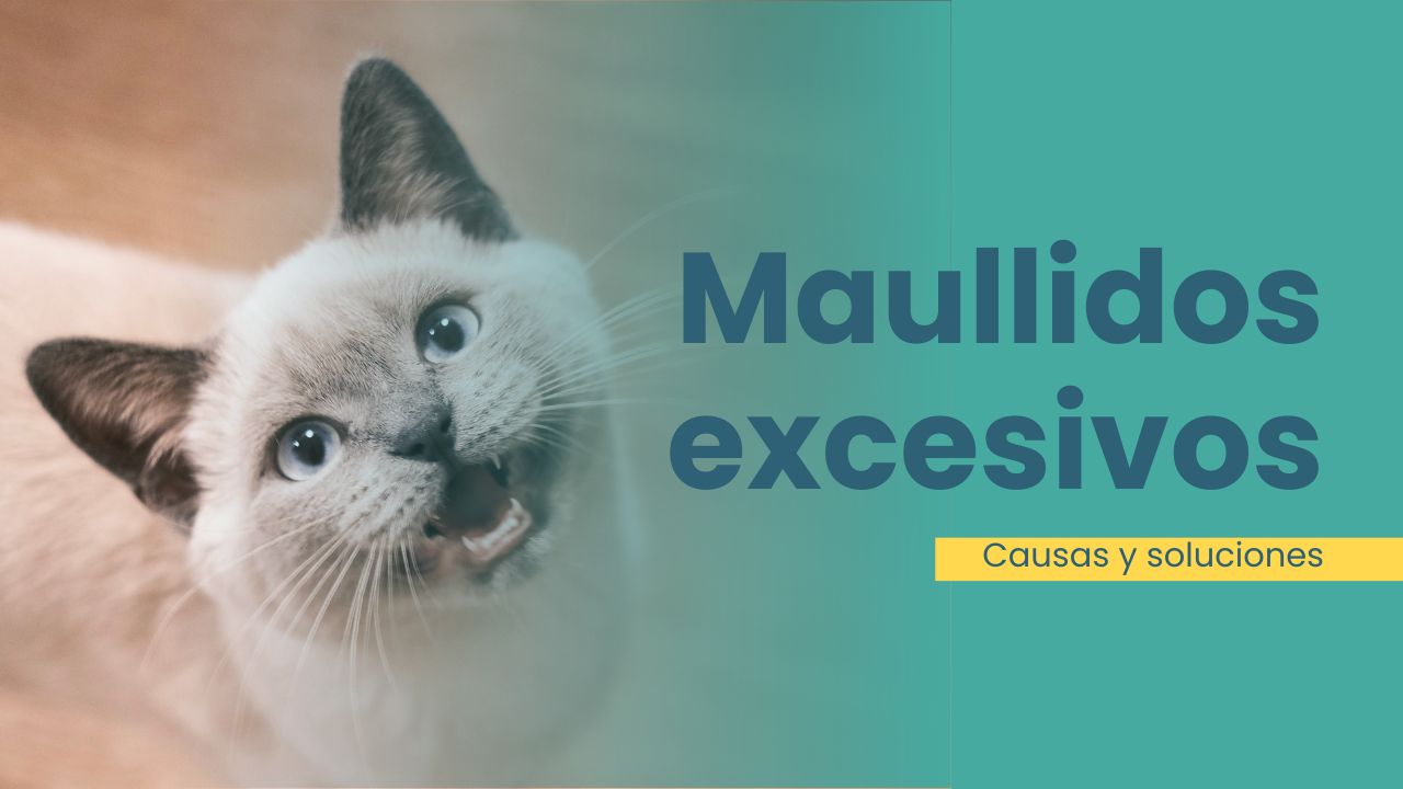 por qué mi gato maúlla mucho