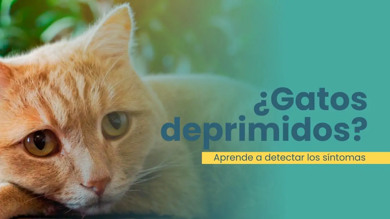 ¿Pueden los gatos estar deprimidos?