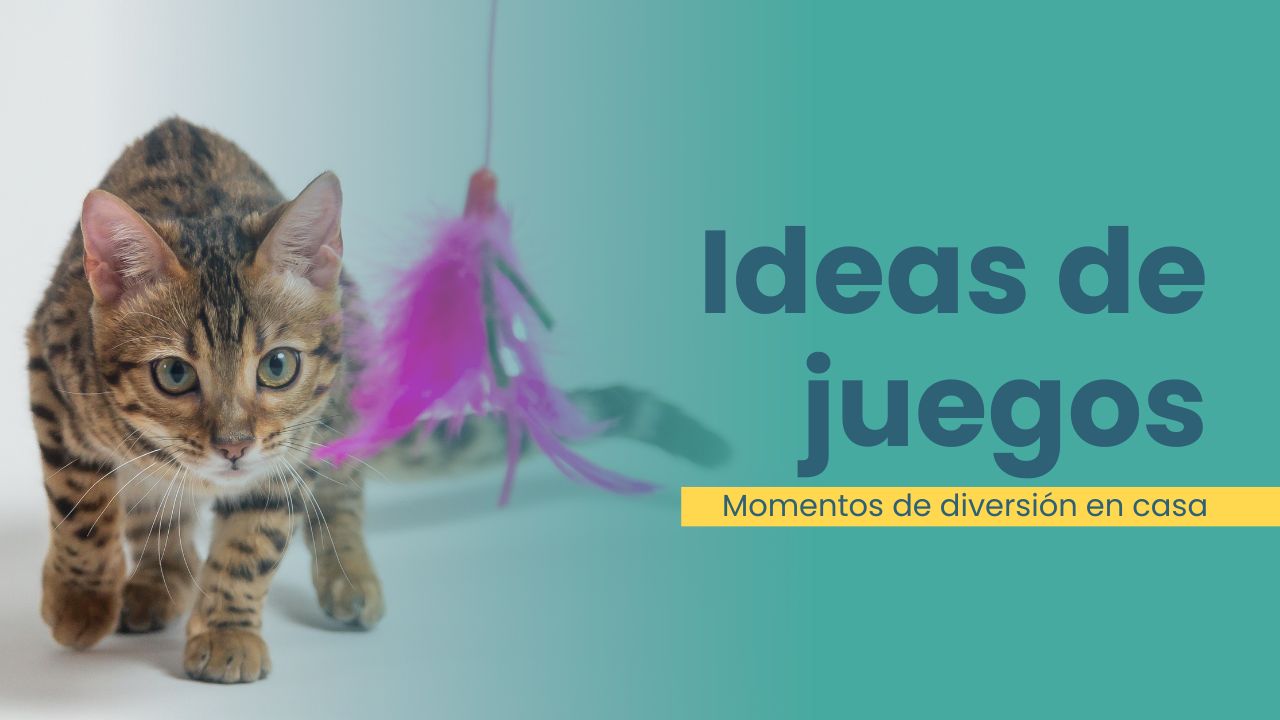 ideas de juego para gato en casa