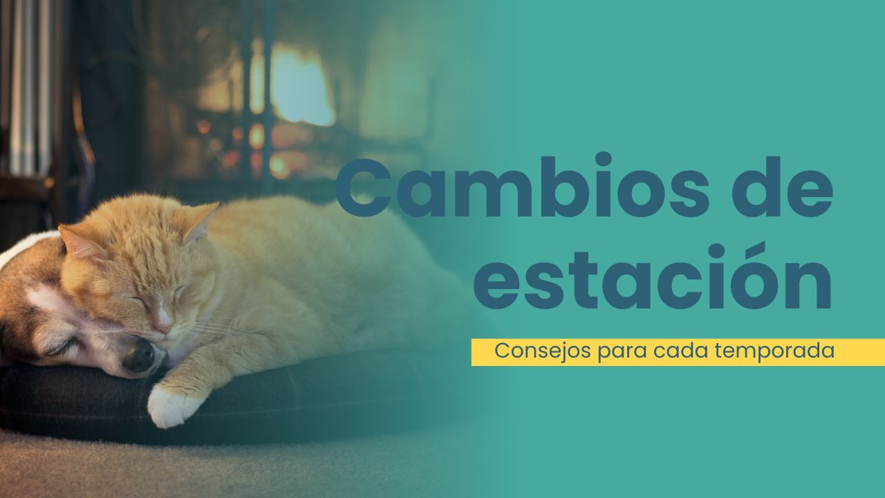 cambio de estación gatos
