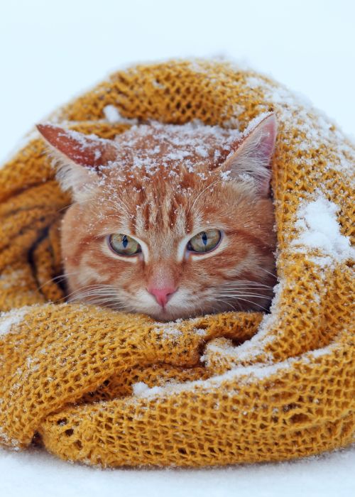 cuidado gatos invierno