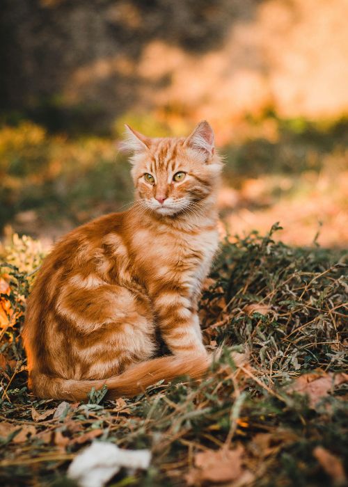 cuidados gato otoño