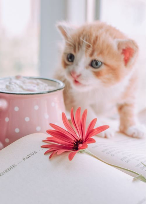 cuidados gato primavera