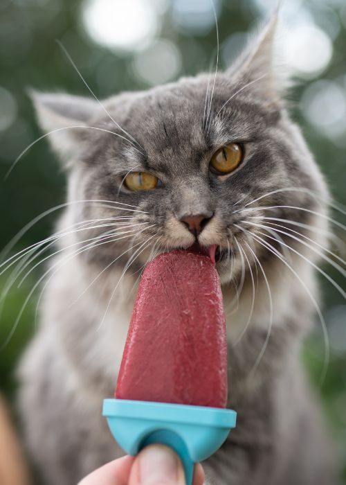 cuidados gato verano