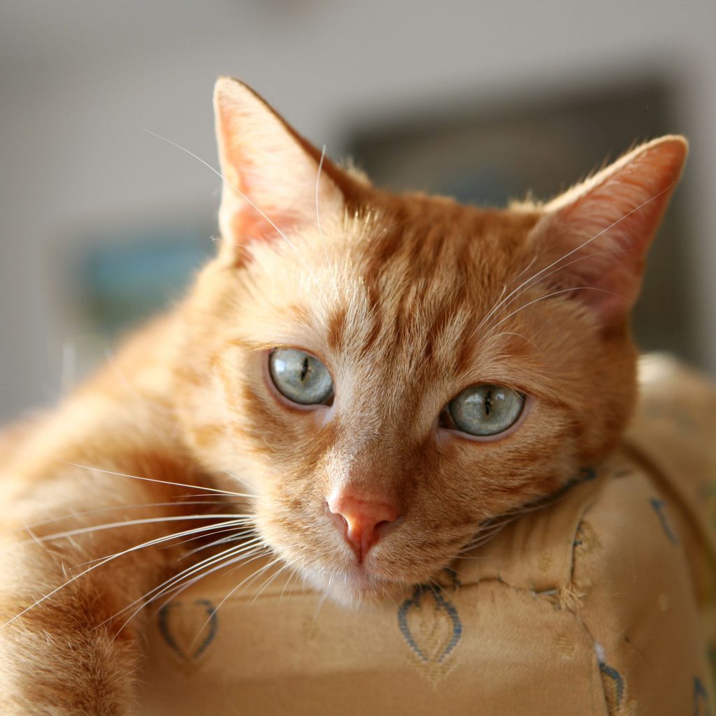 Regala coaching de bienestar felino