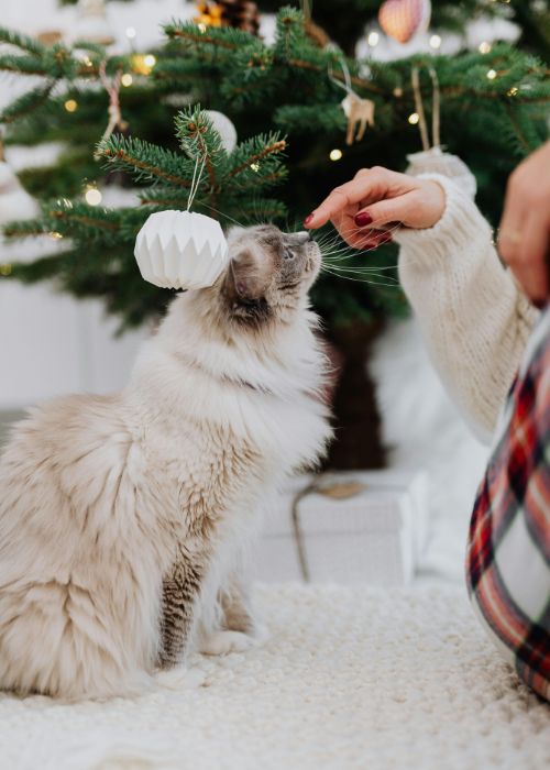 cuidados navidad gato
