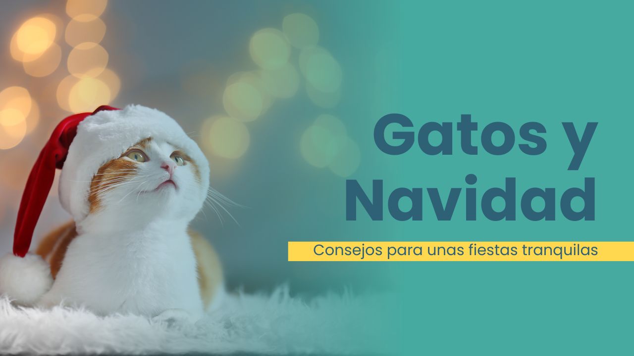 estres gato navidad