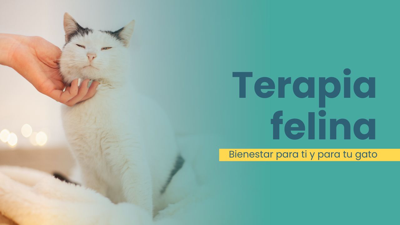 Terapia Felina