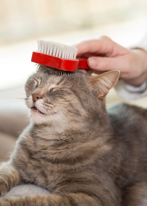 cuidados gatos senior