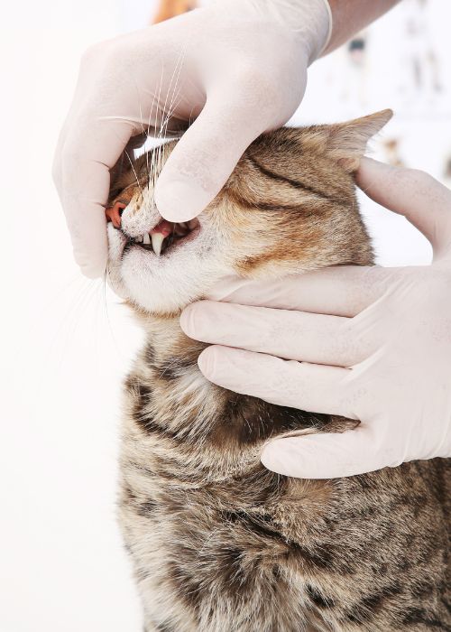 enfermedades gatos senior