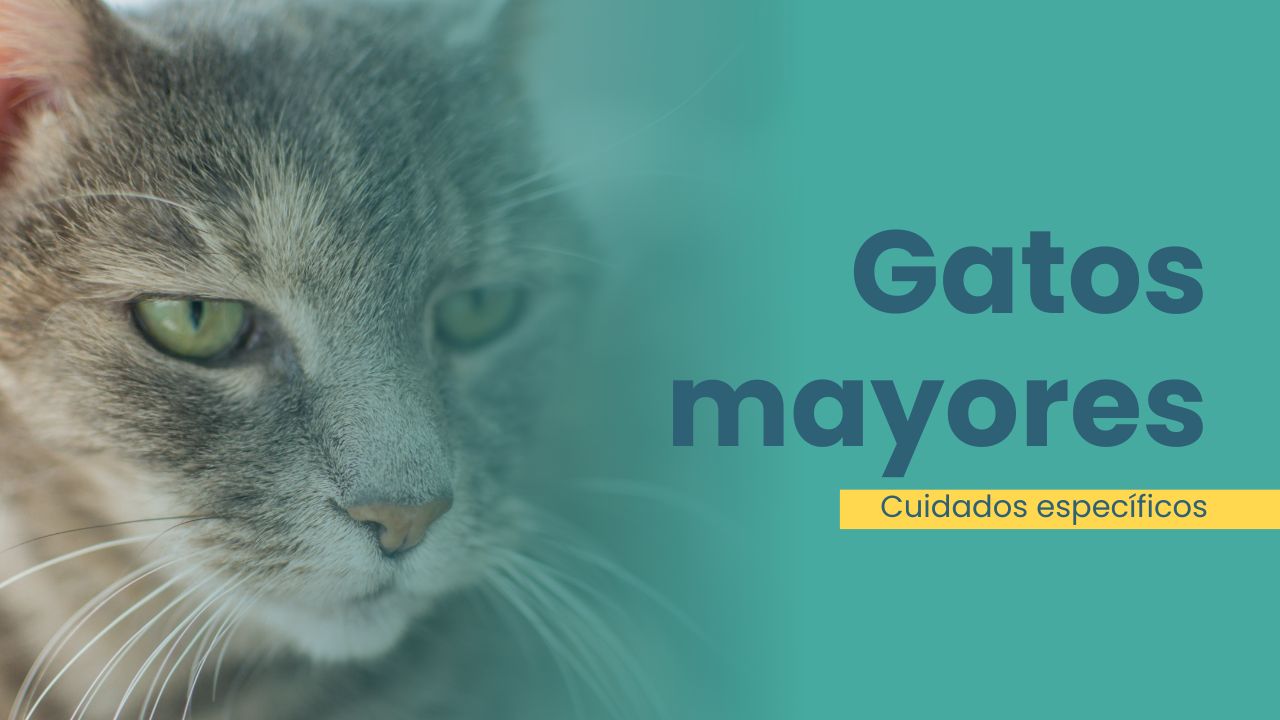 Los gatos mayores siguen siendo compañeros increíbles