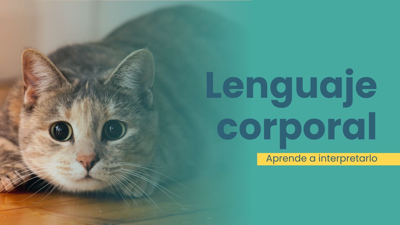 cómo entender el lenguaje corporal de los gatos