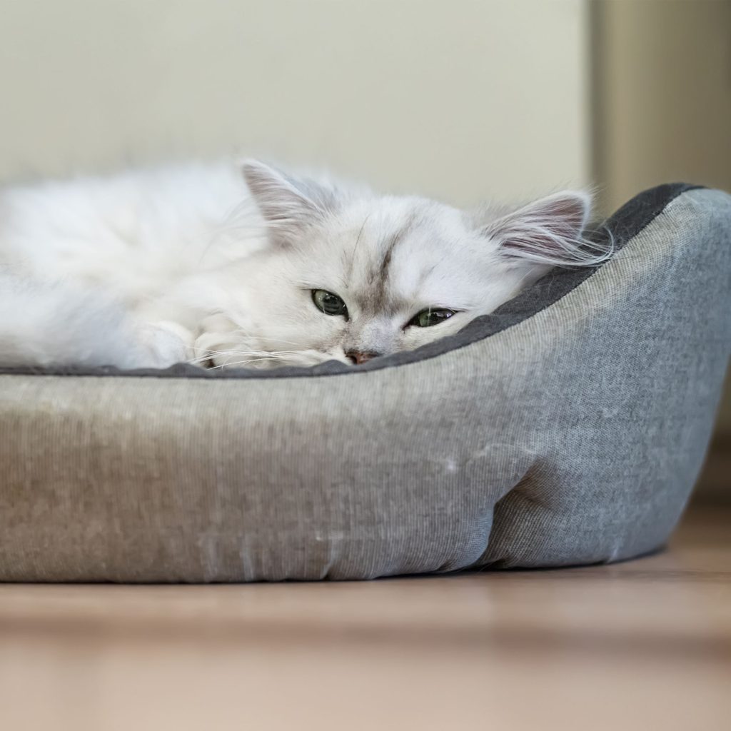 necesidades gatos senior