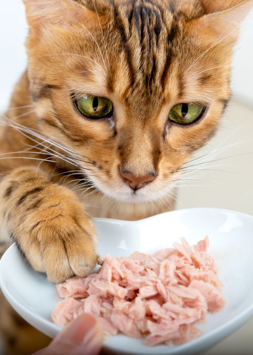 alimentación equilibrada gato