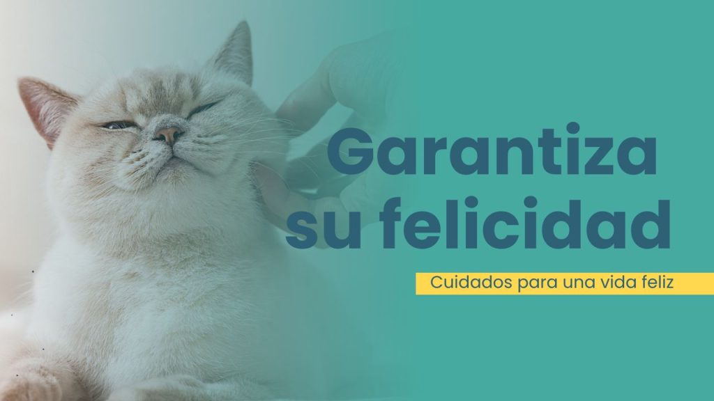 cómo cuidar a tu gato