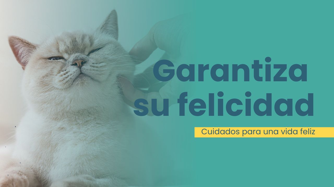 cómo cuidar a tu gato