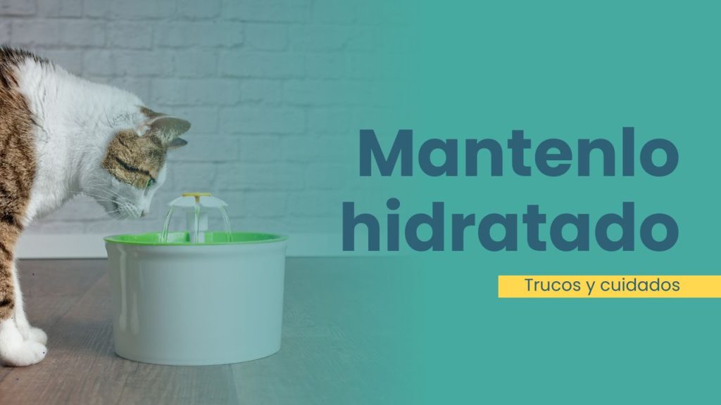guía hidratación para gatos