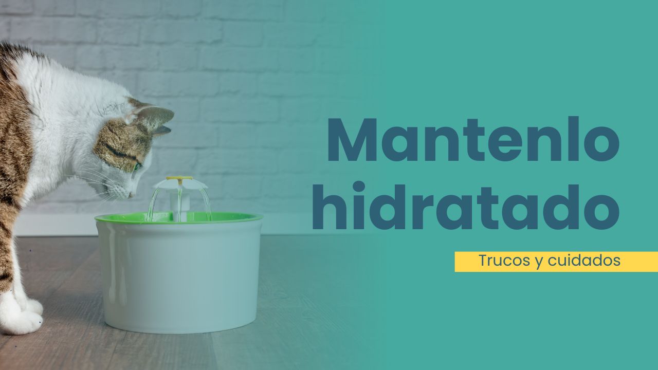 guía hidratación para gatos