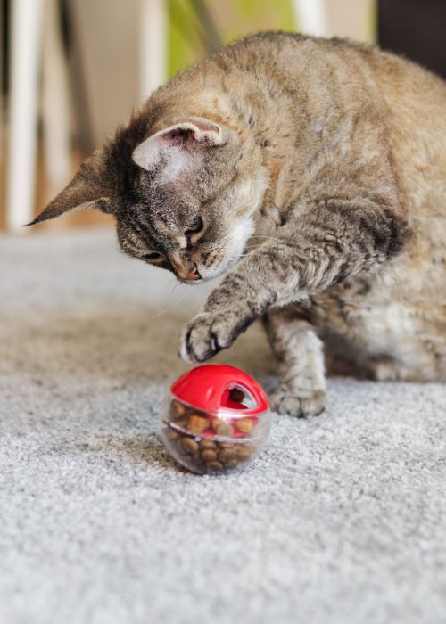enriquecimiento estimulación mental gato