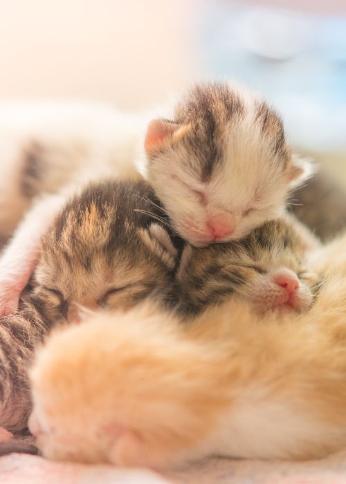 consecuencias de no esterilizar