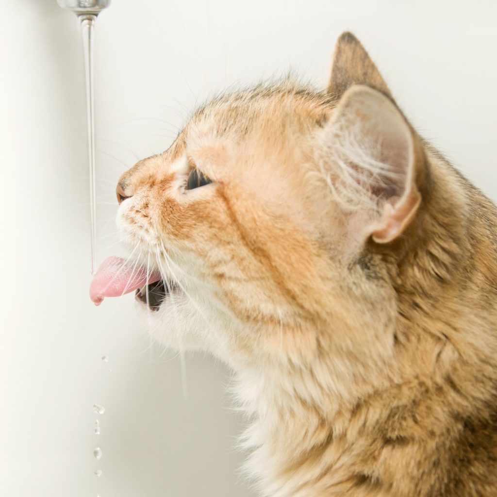 consejos para que tu gato bebe más