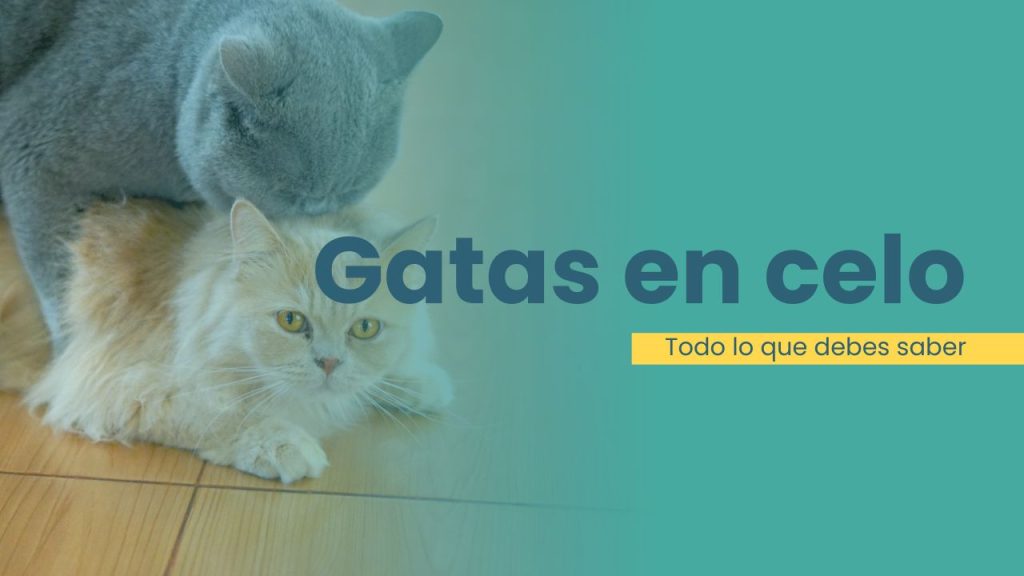 gatas en celo