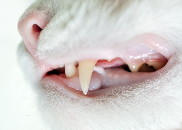 señales deshidratación gatos