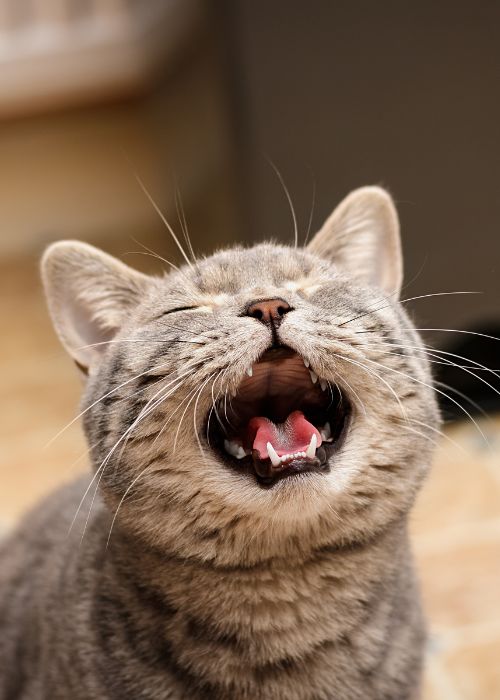 sintomas de una gata en celo