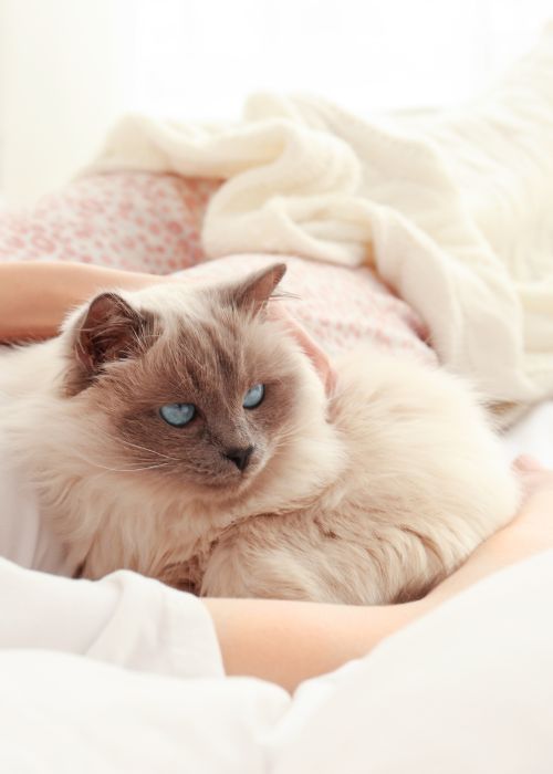 beneficios dormir con gato