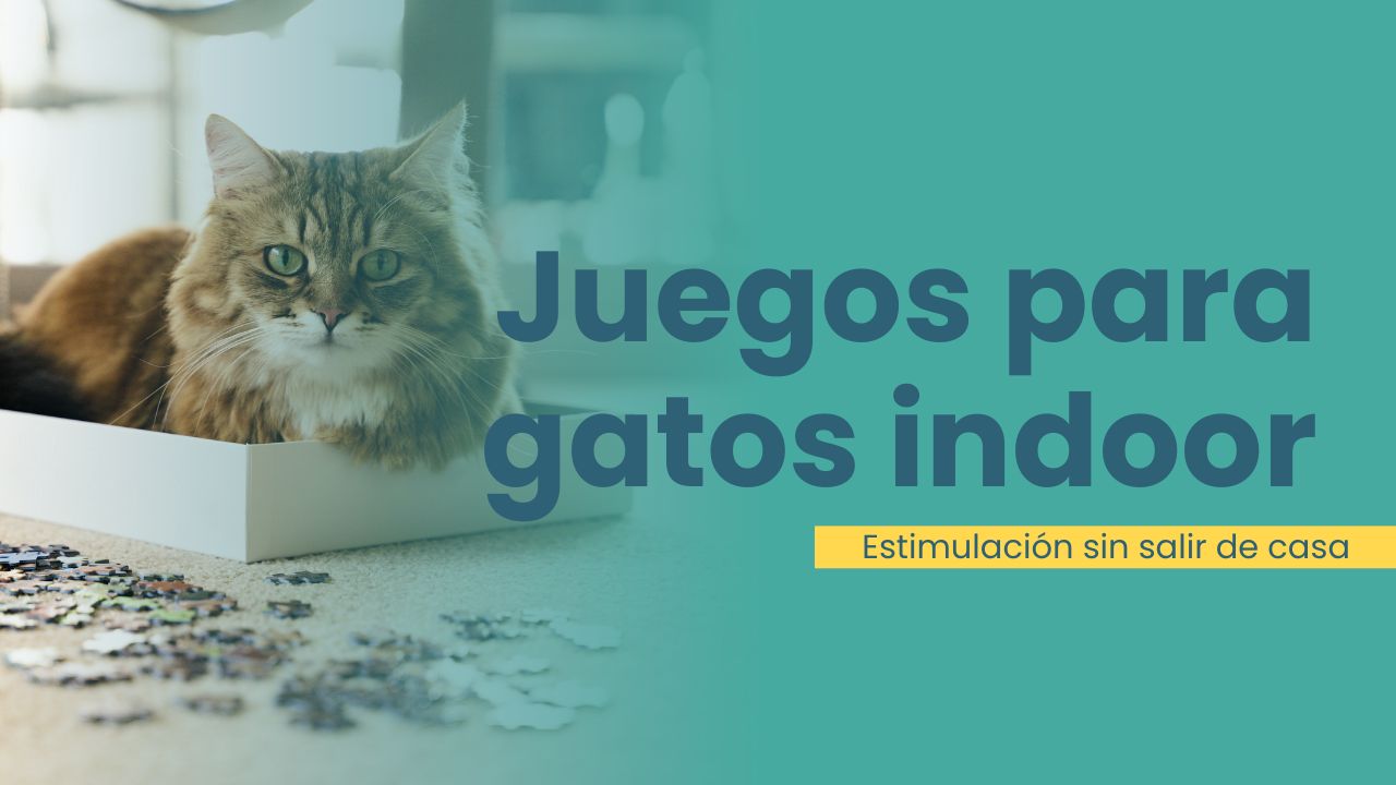 juegos para gatos indoor