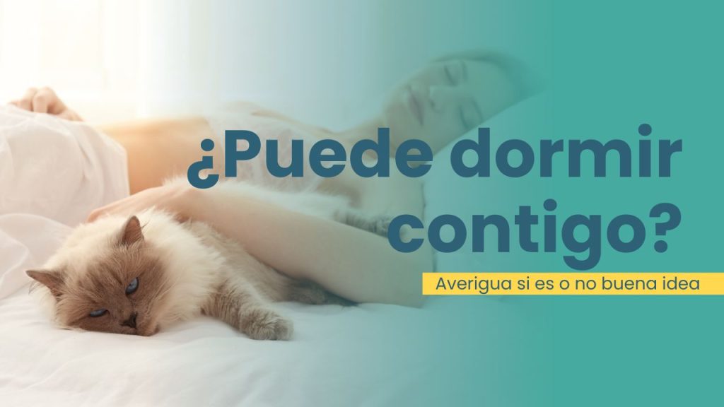 Puede dormir tu gato en la cama contigo