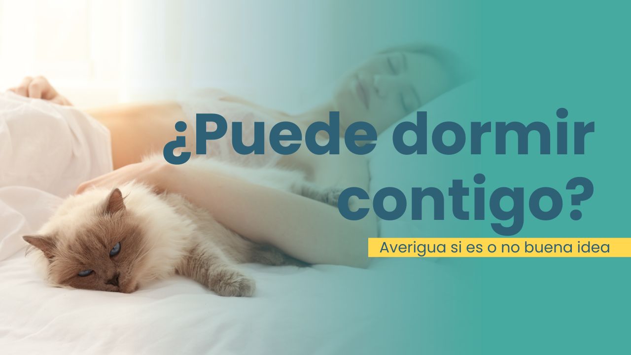 Puede dormir tu gato en la cama contigo