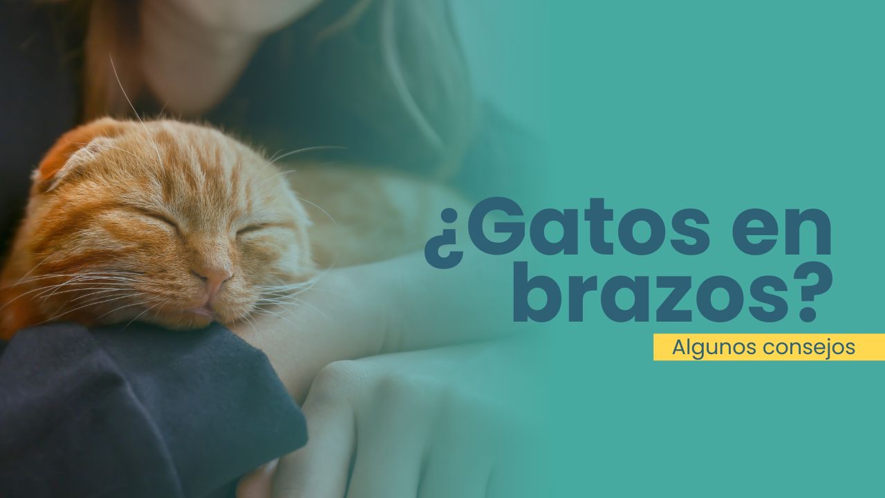 gatos en brazos