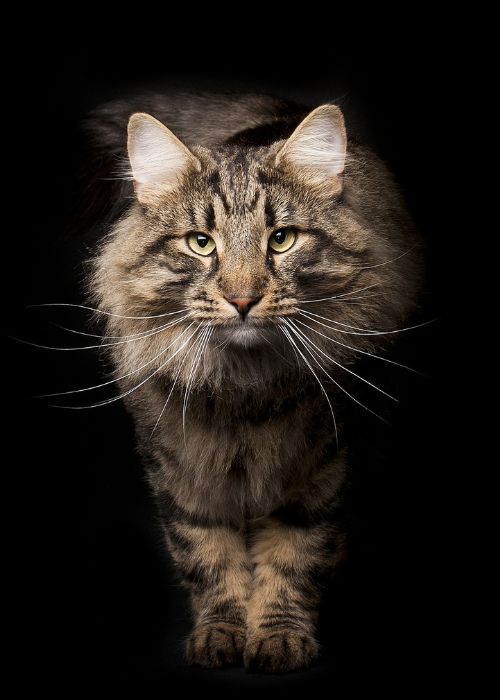 curiosidades bigotes gato