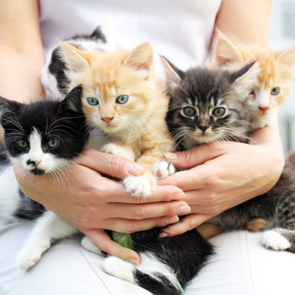 fomentar contacto gatos