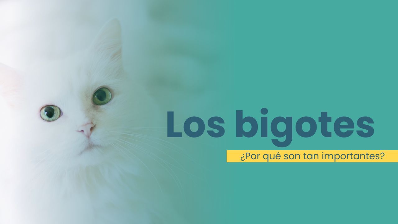 La importancia de los bigotes para los gatos