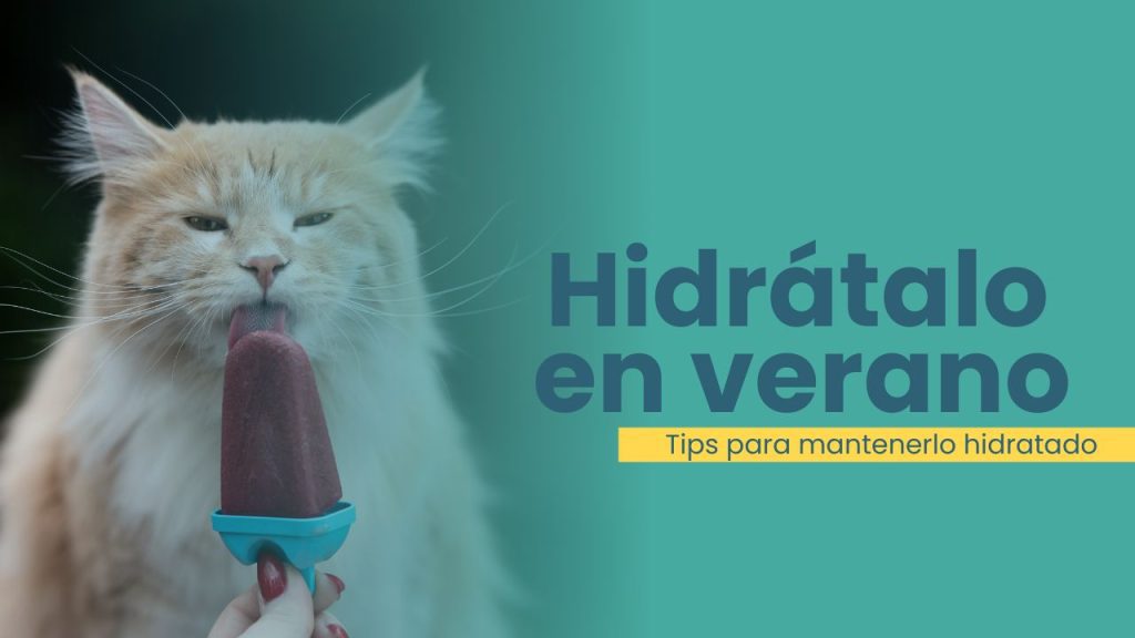Cómo mantener bien hidratado a tu gato