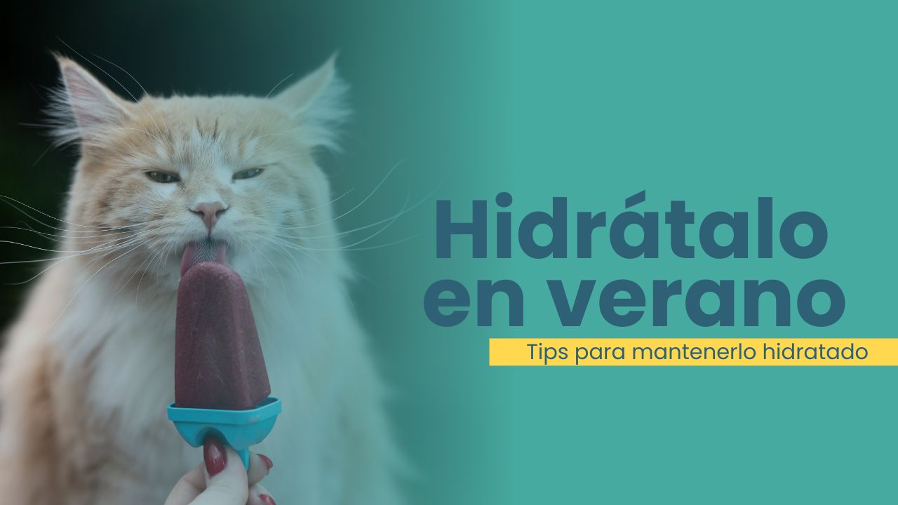 Cómo mantener bien hidratado a tu gato