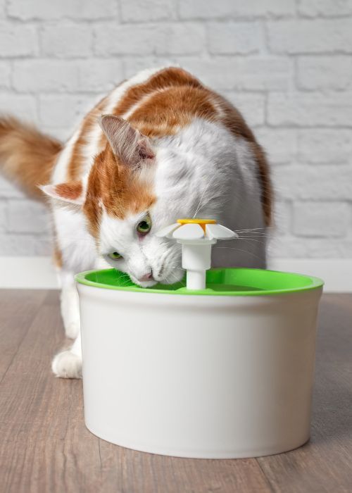 consejos hidratación gatos