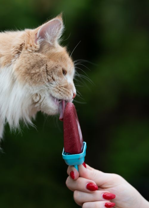 helados para gatos