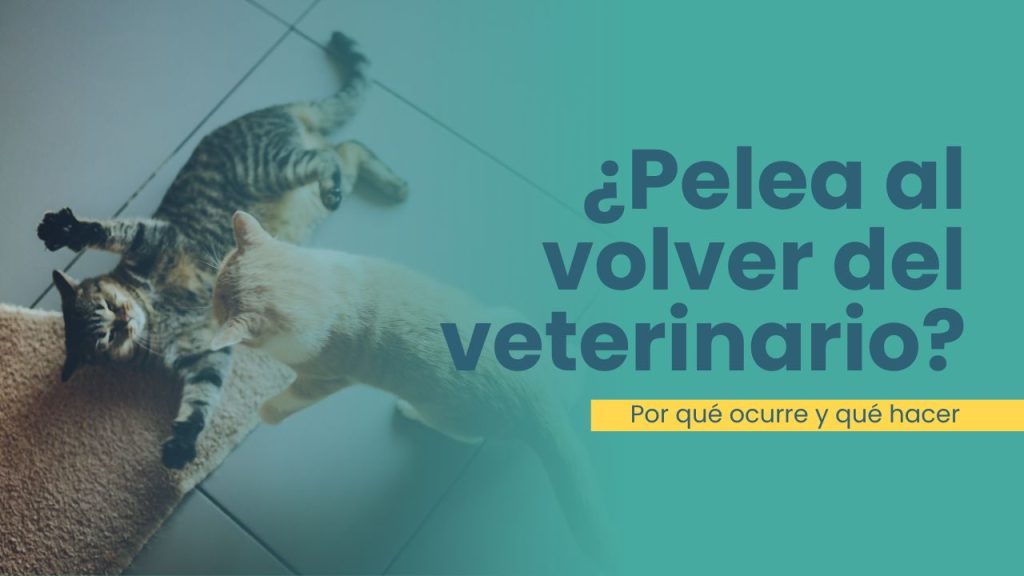 gatos se pelean después del veterinario