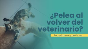 gatos se pelean después del veterinario