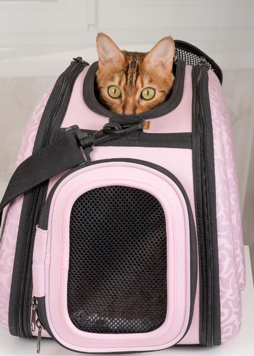 prevenir pelea gatos vuelta veterinario