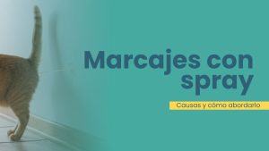 spraying marcaje gato con orina