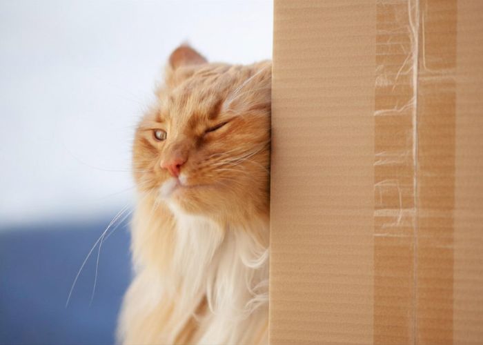 Gato marcando con feromonas faciales durante una mudanza