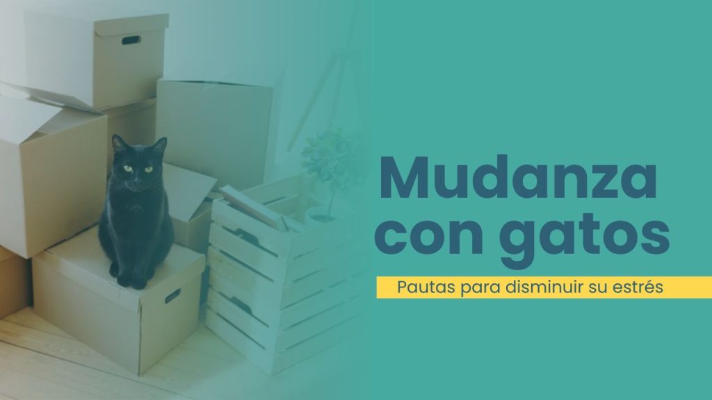 Gato observando cajas de mudanza en el salón de casa