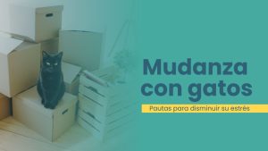 Gato observando cajas de mudanza en el salón de casa