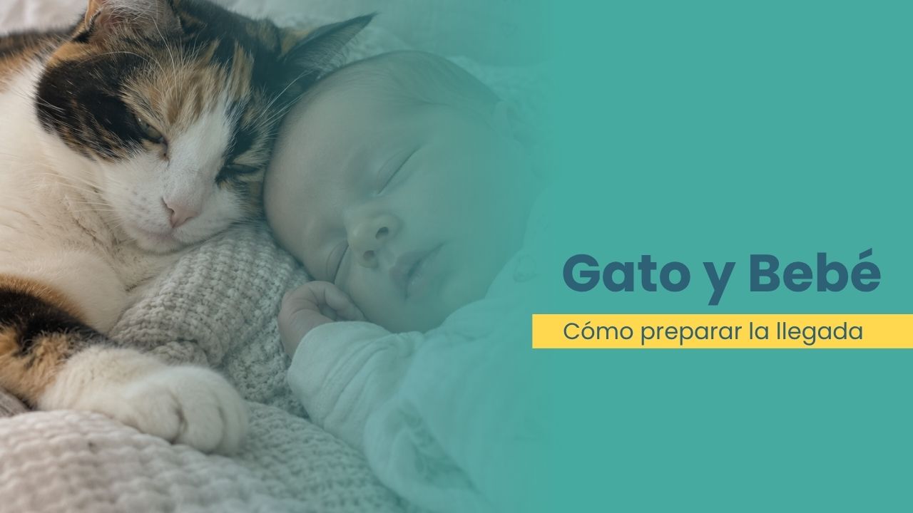 gato y bebé